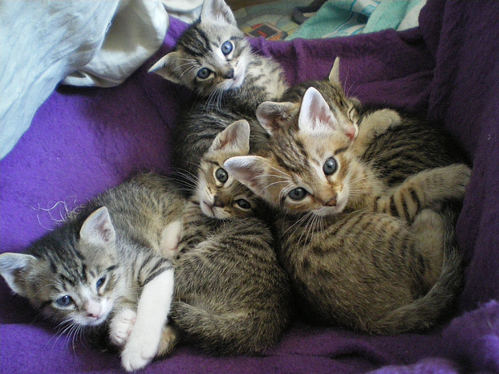 kittens, eyes, cat