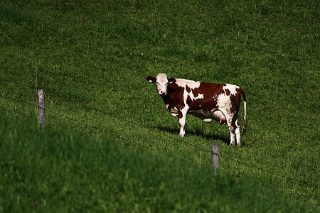 con bò, màu xanh lá cây, Meadow, Thiên nhiên, cảnh quan, cỏ, đồng cỏ