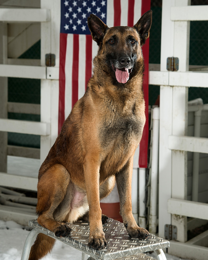 german shepherd, dog, military, canine, portrait, working dog, sitting