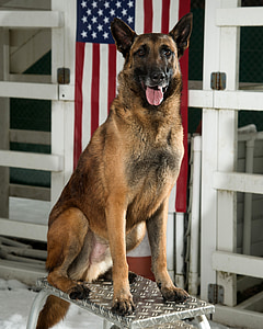 pastor alemão, cão, militar, canino, retrato, cão de trabalho, sentado