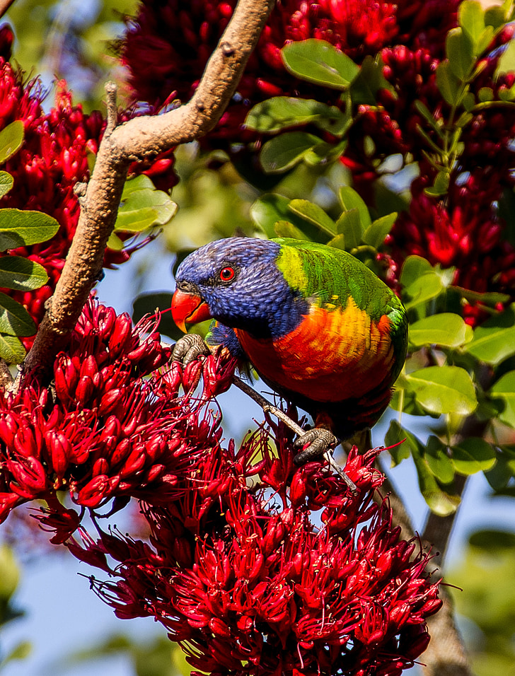 Rainbow lorikeet, papagailis, krāsainiem, putns, Austrālijas, savvaļā, zieds