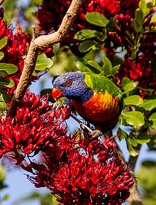 rainbow lorikeet, นกแก้ว, สีสันสดใส, นก, ออสเตรเลีย, ป่า, ดอก