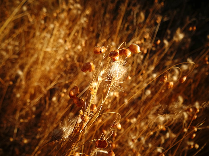 Природа, золото, літо, рослини, поля, Пшениця, поле