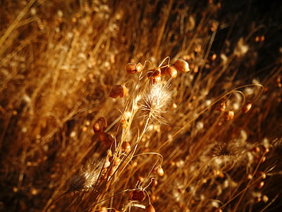 自然, ゴールド, 夏, 植物, フィールド, 小麦, フィールド