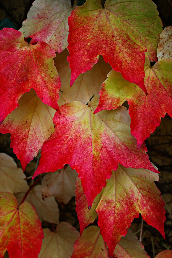 vin partner, Vine blader, høsten blader, fargerike, fallet løvverk, blader, fall farge