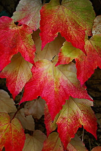 wina partnera, liście winogron, jesienią liście, kolorowe, Spadek liści, pozostawia, spadek koloru