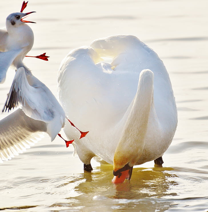 swan, gulls, dispute, water, lake constance, animal world, lake