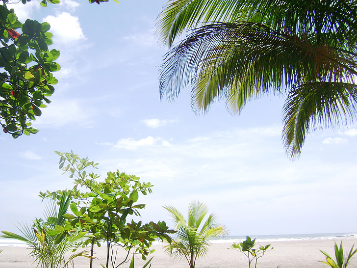 palmiers, Sky, horizon, amande, plage, Costa