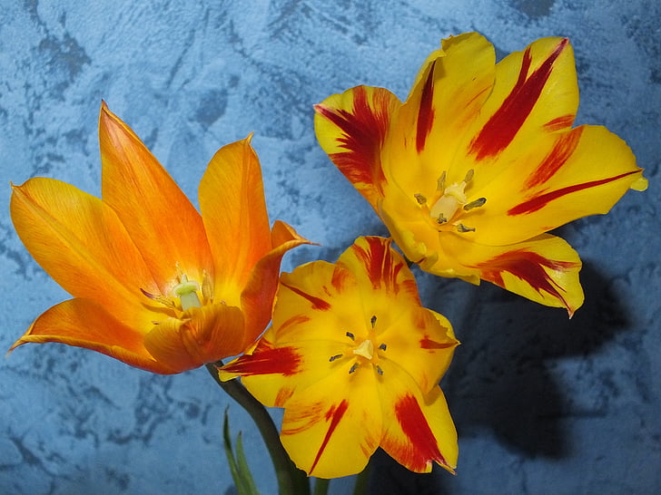 cvetje, tulipani, rumena, čudovito, svetlo