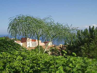 rastlin, narave, zelena, Flora, blizu, Sicilija, mestu Melazzo