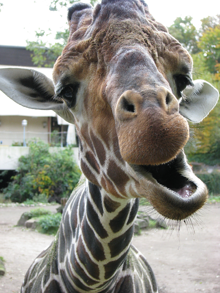 giraffe, animal, zoo, funny