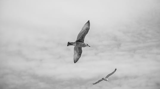 animals, birds, black-and-white, clouds, cloudy, gulls, seagulls