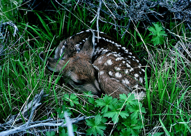 子鹿, 赤ちゃん, 鹿, 草, 若い, かわいい, 野生動物