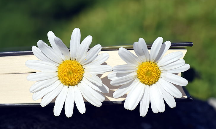 Marguerite, bunga, putih, kuning, Tutup, Cantik, musim panas