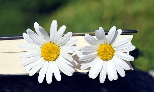 Marguerite, virág, fehér, sárga, zár, gyönyörű, nyári