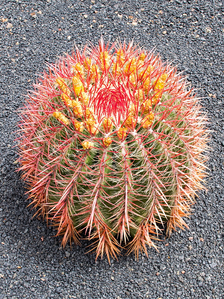 Jardin de kaktusas, kaktusas, Lanzarote, Ispanija, Afrika atrakcionai, Guatiza, lavos