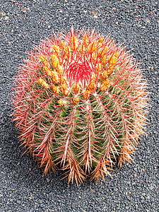 Jardin de cactus, Cactus, Lanzarote, Spanje, Afrika attracties, Guatiza, Lava
