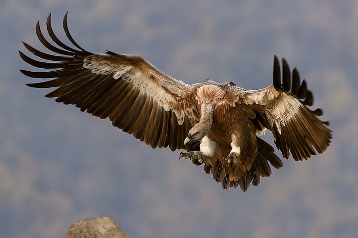 vulture, bird, wings, prey, scavenger, wild, predator