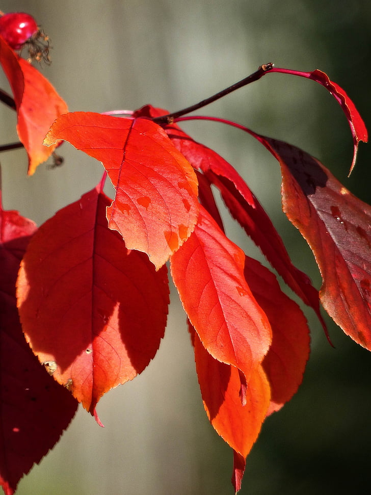 otoño, caída, rojo, hojas, árbol, bosque, follaje