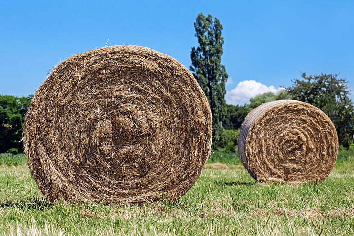 hay bales, field, hay, round bales, harvest time, agriculture, bale