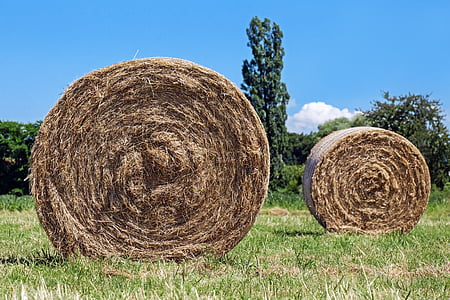 bal jerami, bidang, Hay, Bal bulat, waktu panen, pertanian, Bale