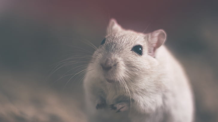 mouse-ul, rozătoare, animale, rat, alb, mamifer, cu blană