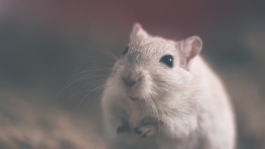 mouse, rodent, animal, rat, white, mammal, furry