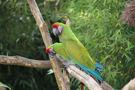 papagáj, Príroda, Zelená, Zoo