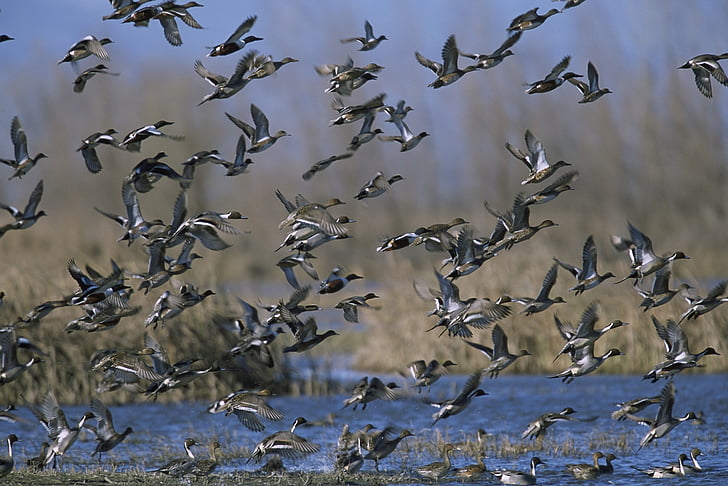 zmiešané kačica flock, lietanie, rozbieha, krídla, let, vtáky, voľne žijúcich živočíchov