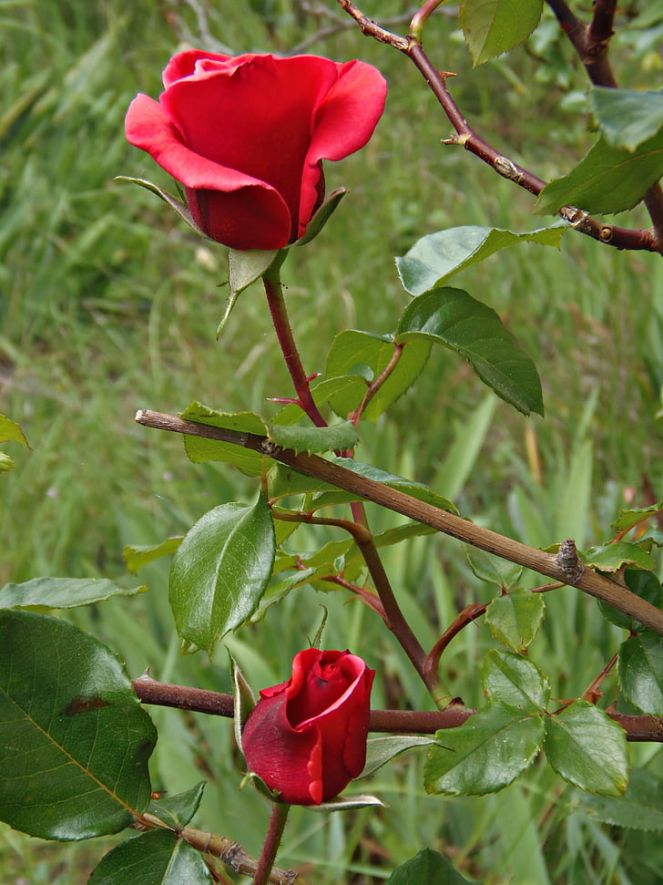 Rose, rosso, giardino, fiore, petali di, natura, prezioso