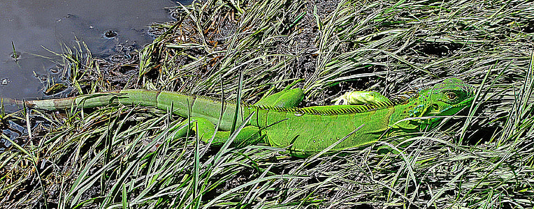 Iguana verda, rèptil, llangardaix, animal, tropical fauna