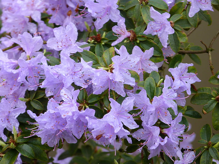 Azalea, blauw, Bush