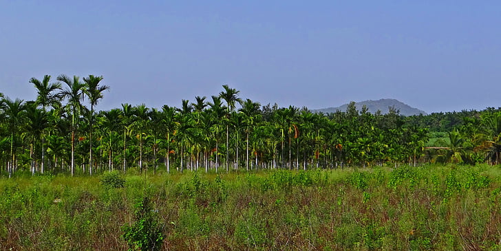 Plantation, Areca pähkinä, arekapalmu, Areca catechu, Betelnut, chikmagalur, Karnataka