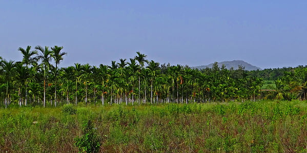 perkebunan, Pinang, buah aren, Areca catechu, betelnut, chikmagalur, Karnataka