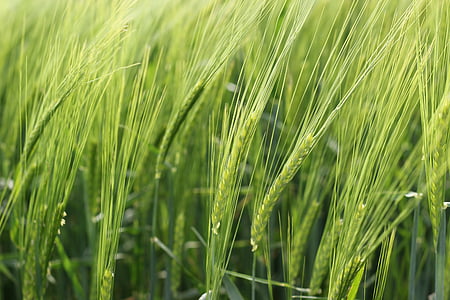 barley, plant, agriculture, food, nature, field, growth