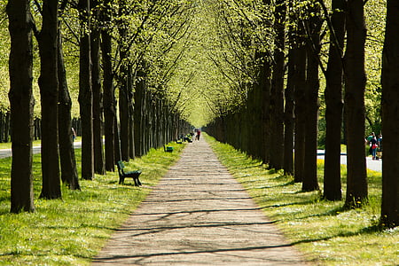 Hannover, Baixa Saxònia, casa pairal, tots els, jardí, resta, arbres