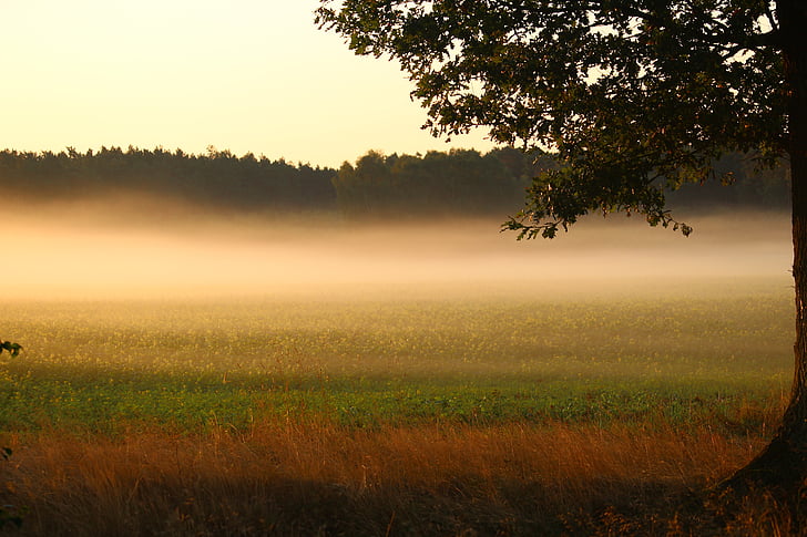 туман, Восход, поле, пейзаж, Природа, освещение, Утренний час