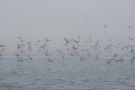 horizon, birds, sea, nature, seagull, namibia, whale bay