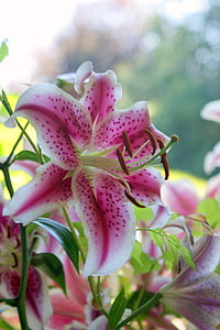 Lily, Stargazer lily, Stargazer lily itämainen, Oriental-liljat, Stargazer, kukka, kukka