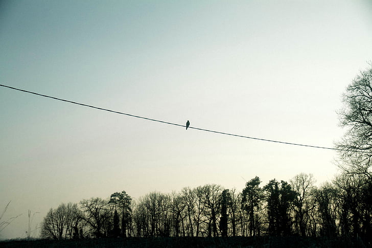 bird, cable, wire, sunset, sky, trees, flying