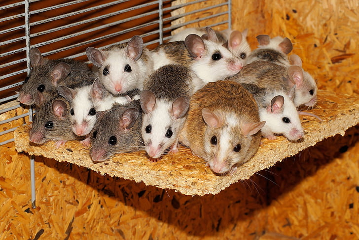 мишки, mastomys, семейство, заедно, сигурност, Общността, мишката група