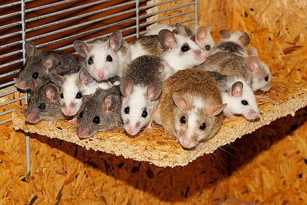 egerek, mastomys, család, együtt, biztonsági, közösségi, egér-csoport