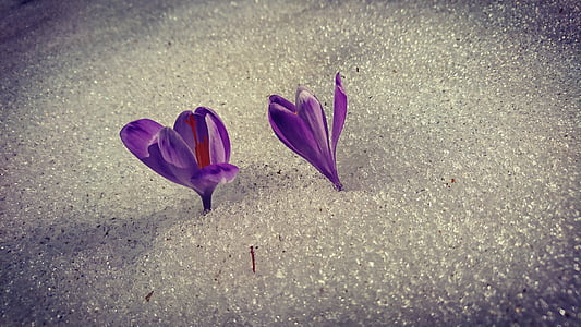 bloemen, sneeuw, lente, Sarajevo, Tulip, Violet, bloem