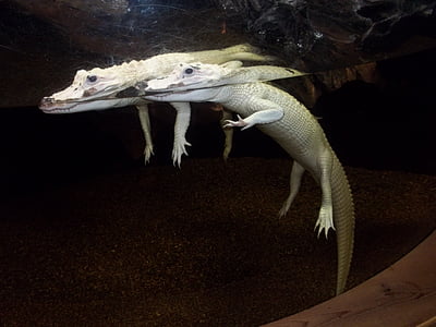 Alligator, akvarium, albino, rovdyr, dyreliv, farlig, frykt
