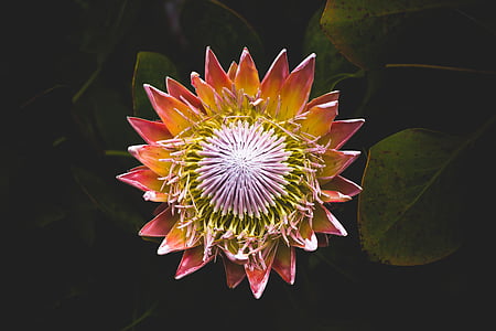 rey, Protea, Closeup, Fotografía, flores, naturaleza, flores