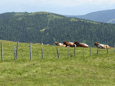 cow, cows, fence, pasture, meadow, mountains
