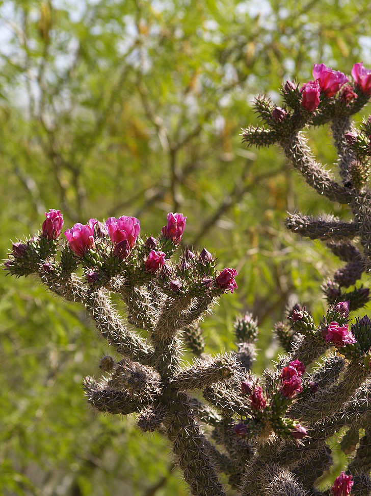 cactus de Cholla, désert de Sonora, Cactus, désert, Cholla, Tucson, Arizona