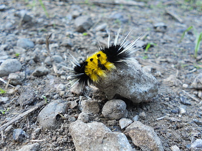 Caterpillar, natuur, spikes, larve, Rock, insect, geel