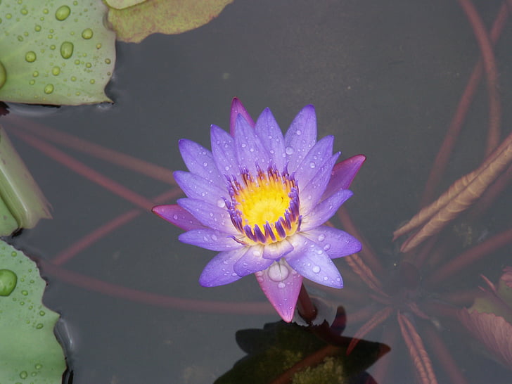 flores, naturaleza, Lotus, lirio de agua, Lotus nenúfar, estanque, Pétalo