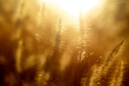 Zlati, trava, na otvorenom, jesen, Sunce, priroda, Nema ljudi